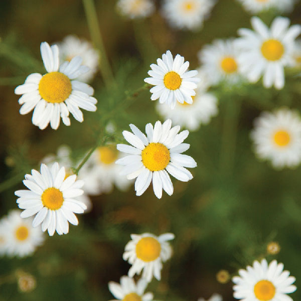 Buy Edible Flowers Online In Pune

															