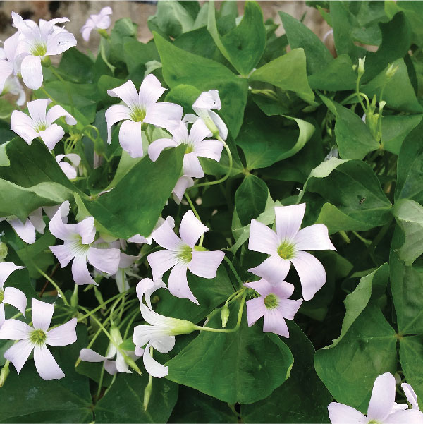 Edible-Flowers-Producer-In-Pune
															