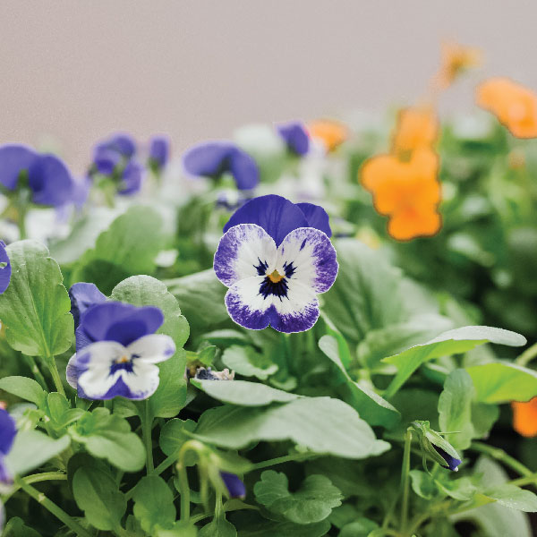 Shop-Fresh-Edible-Flowers-In-India