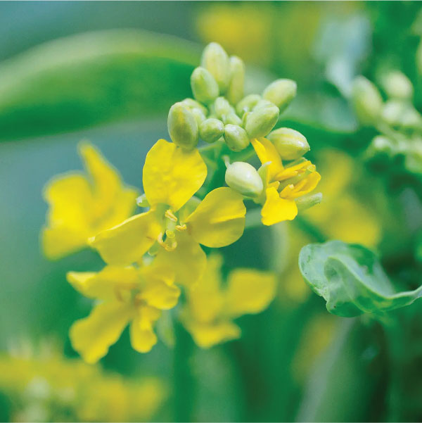 Kale-Flower-In-India | Buy-Ornamental-Kale