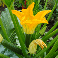 Zucchini-Flowers-Suppliers-In-Pune | Edible_Flowers_In_Pune - TLIC Farms