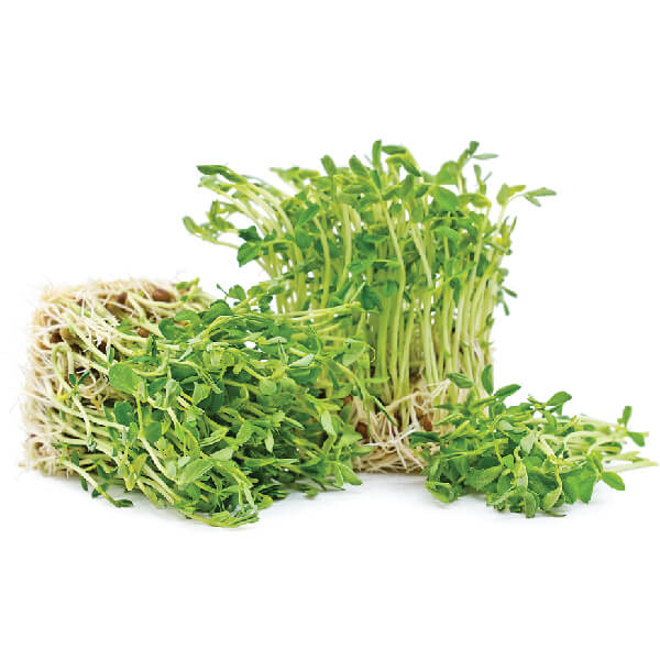 fresh herbs supplier in pune