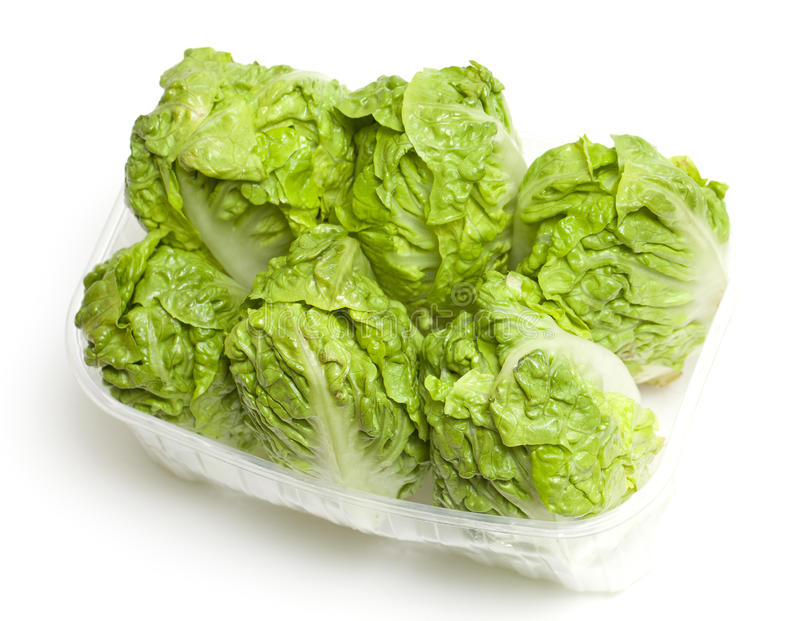 lolla-Bionda-Lettuce-Provider-In-India