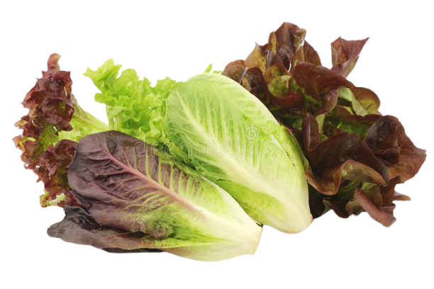 Romaine-Lettuce-Provider-In-India

															