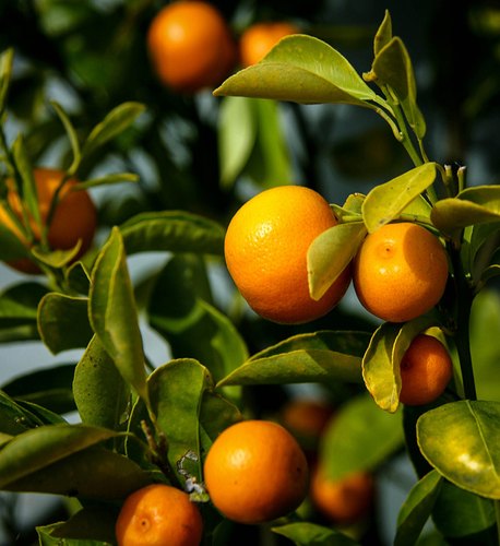 Exotic Fruits Producers In Pune